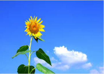 Sunflower, Crisis in Leadership, Jon Freeman