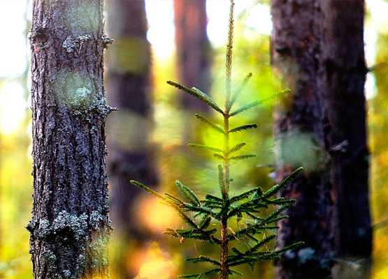 forest_young_spruce_555x400